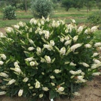 Clethra alnifolia - ''Vanilla Spice&reg;'' Summersweet