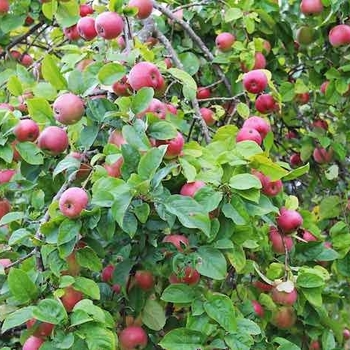 Malus Weathly - Wealthy Apple