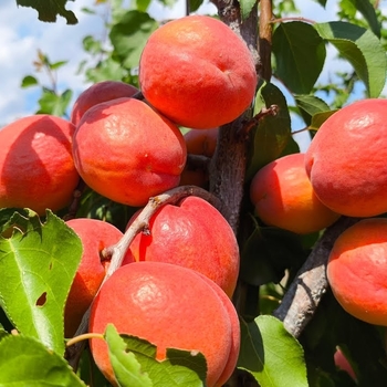 Prunus Anegat - Anegat Apricot