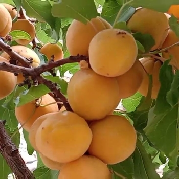 Prunus Gilgat - Gilgat Apricot
