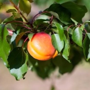 Prunus Aristocot - Aristocot Apricot