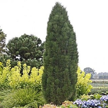 Pinus Nigra Green Tower - Green Tower Pine