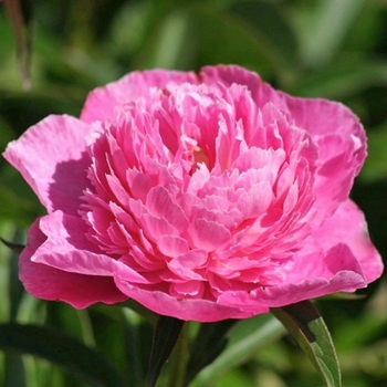 Paeonia lactiflora - 'Bouquet Perfect' Peony