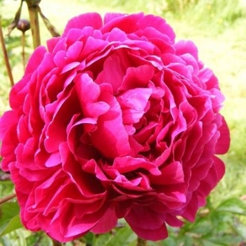 Paeonia lactiflora L'Eclatante - L'Eclatante Peony