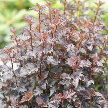 Black Physocarpus opulifolius - Summerwine Black Ninebark