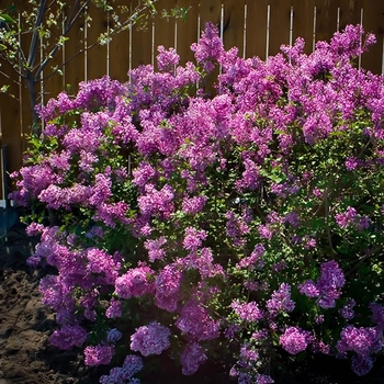 Syringa 'SMNJRPU' PP29831, Can PBRAF (Reblooming Lilac) - Bloomerang&reg; Dwarf Purple