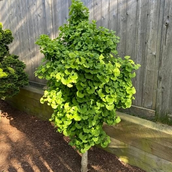 Gingko biloba 'Spring Grove' - Spring Grove Dwarf Gingko
