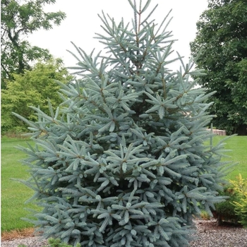Picea glauca 'Whiskey Blue Hills' - Whiskey Blue Hills Spruce
