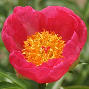 Paeonia - 'Skylark' Peony
