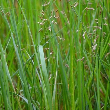 Hierochloe odorata - Sweet Grass