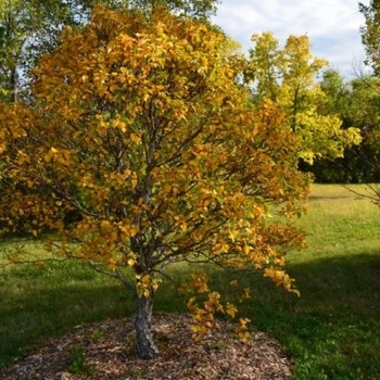 Betula costata - Cinnamon Curls&reg; Dwf. Korean Birch