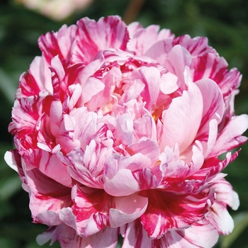 Paeonia 'Candy Stripe' - Candy Stripe Peony