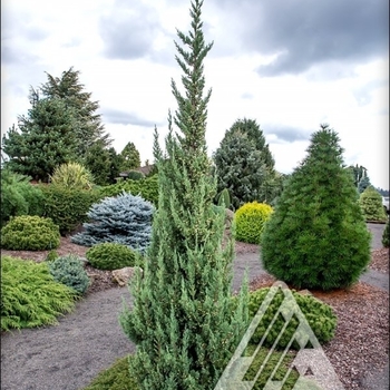 Juniperus chinensis - 'Trautman' Juniper