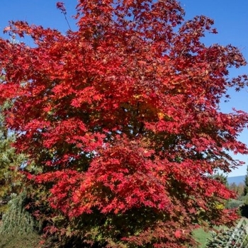 Acer x pseudosieboldianum North Wind® (‘IslNW’) - North Wind Korean Maple