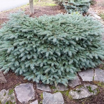 Picea Pungens ‘Millbrook’ - Milbrook Blue Spruce