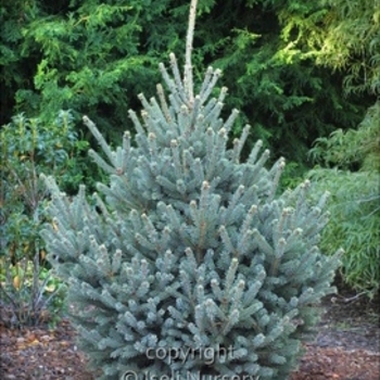 Picea glauca 'Yukon Blue.' - Yukon Blue White Spruce