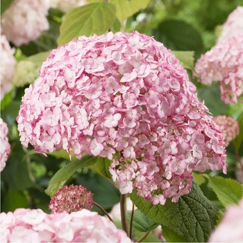 Hydrangea arborescens 'Bubblegum.' - Candybelle Bubblegum Hydrangea