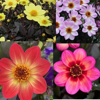 Dahlegria - Assorted Dahlias