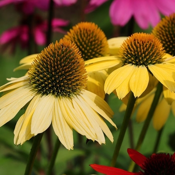 Echinacea purpurea - 'Mellow Yellow' Coneflower