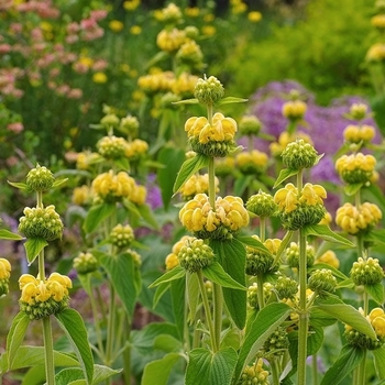 Phlomis russeliana - Hardy Jerusalem Sage