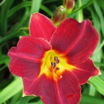 Hemerocallis 'Garnet' - Garnet Daylily