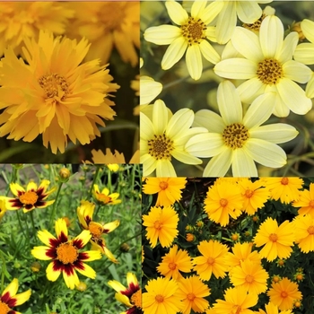 Coreopsis - Assorted Coreopsis