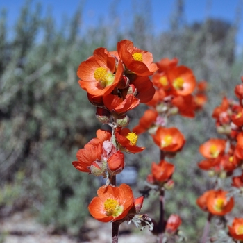 Sphaeralcea grossulariifolia - Gooseberry Leaf Globe Mallow
