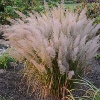Calamagrostis arundinacea var brachytricha - 'Caspian' Feather Reed Grass