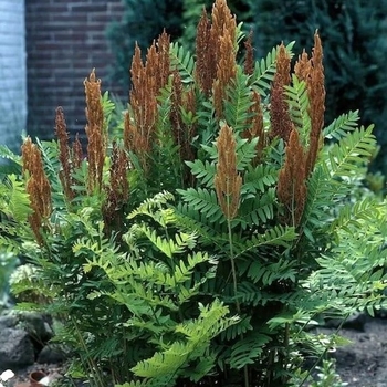 Osmunda regalis - 'Purpurescens' Royal Fern