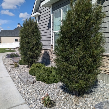 Rhamnus frangula - Fine Line&reg;