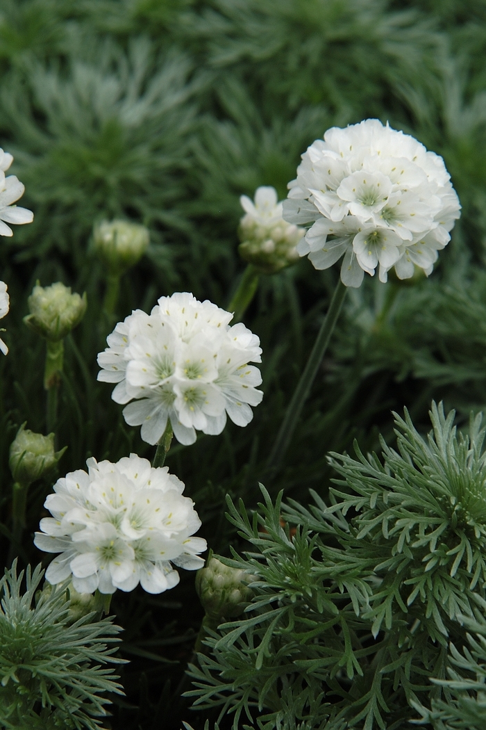 Thrift (Assorted Varieties) - Armeria from R&D Wholesale Nursery