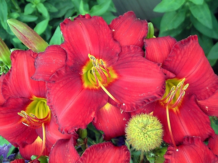 'Chicago Apache' Daylily - Hemerocallis from R&D Wholesale Nursery