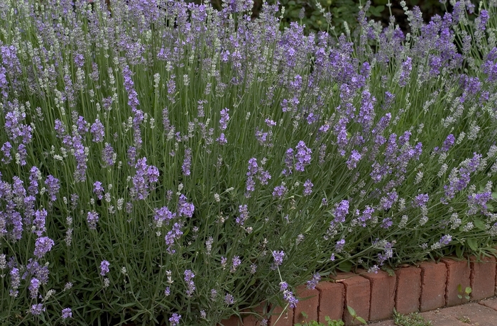  Munstead Lavender - Lavandula angustifolia from R&D Wholesale Nursery