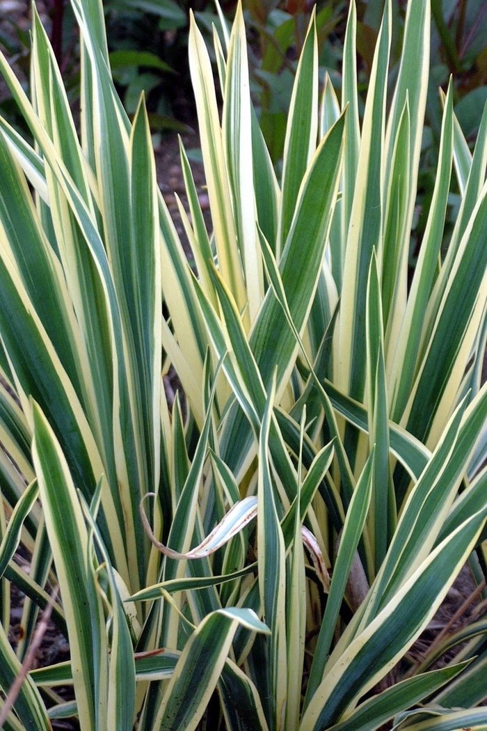 'Bright Edge' Adam's Needle - Yucca filamentosa from R&D Wholesale Nursery