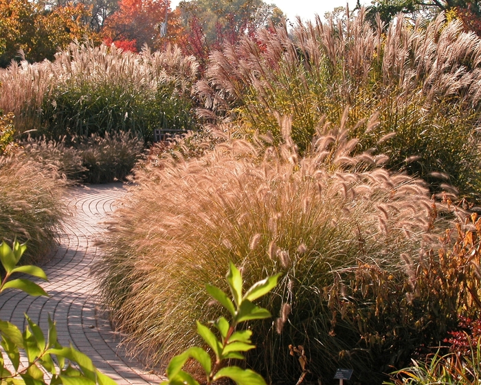 Maiden Grass - Miscanthus 'Purpurascens' from R&D Wholesale Nursery