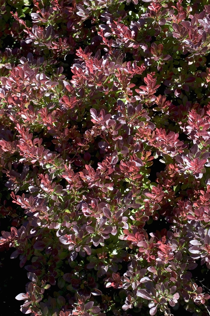 Crimson Pygmy Japanese Barberry - Berberis thunbergii 'Crimson Pygmy' from R&D Wholesale Nursery