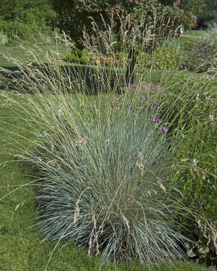 Blue Oat Grass - Helictotrichon semperviren from R&D Wholesale Nursery