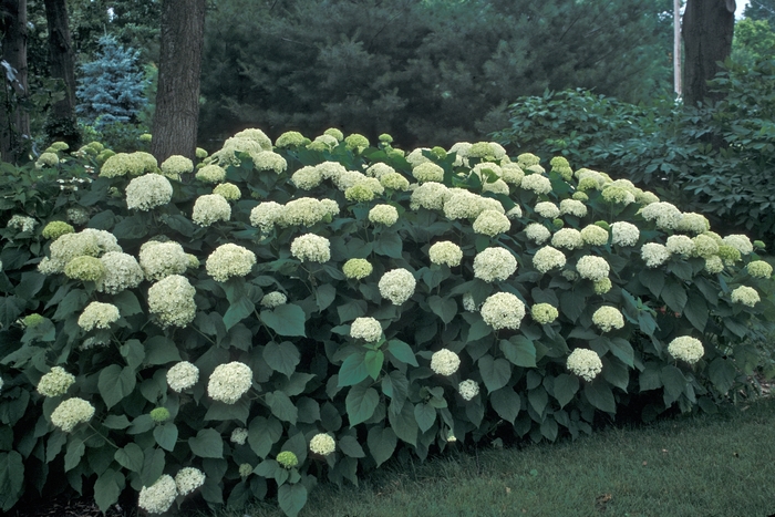 Annabelle Smooth Hydrangea - Hydrangea arborescens 'Annabelle' from R&D Wholesale Nursery