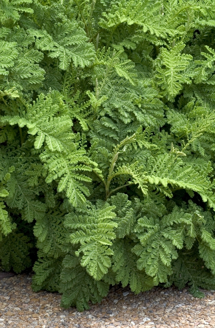 Gold Leaf Tansy - Tanacetum vulgare from R&D Wholesale Nursery