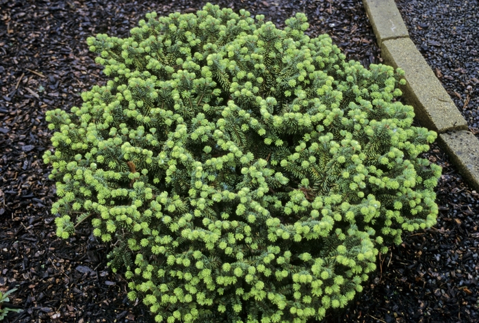 Dwarf Balsam Fir - Abies balsamea 'Nana' (Balsam Fir) from R&D Wholesale Nursery