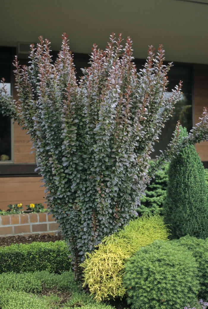 'Helmond Pillar' Barberry - Berberis thunbergii from R&D Wholesale Nursery