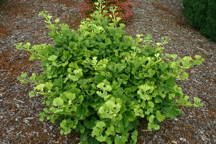 'Mariken' Ginkgo Tree - Ginkgo biloba from R&D Wholesale Nursery