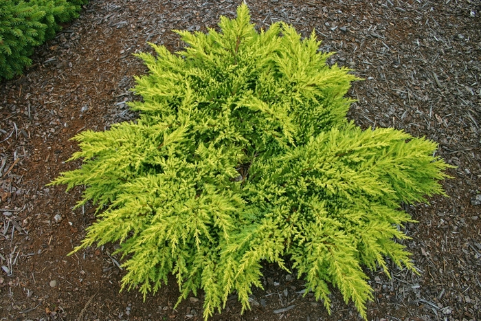 Daub's Frosted Juniper - Juniperus chinensis 'Daub's Frosted' from R&D Wholesale Nursery