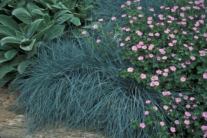 'Siskiyou Blue' Idaho Blue Fescue - Festuca idahoensis from R&D Wholesale Nursery