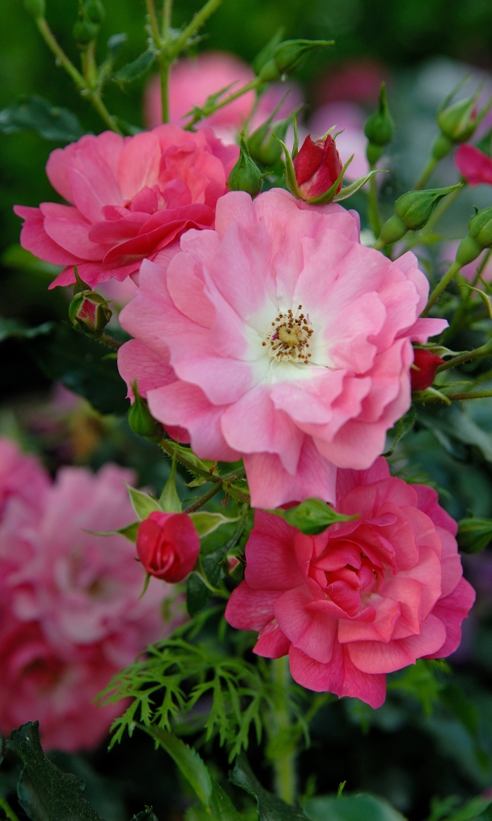 Pink Flower Carpet Rose - Rosa 'Flower Carpet Pink' from R&D Wholesale Nursery