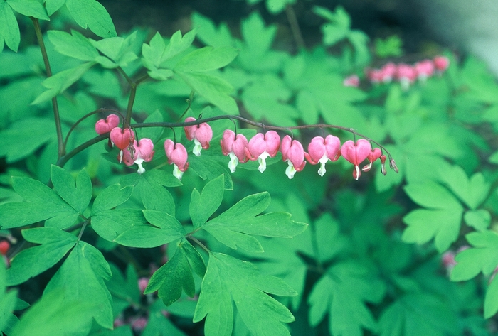 Bleeding Heart - Dicentra spectabilis from R&D Wholesale Nursery