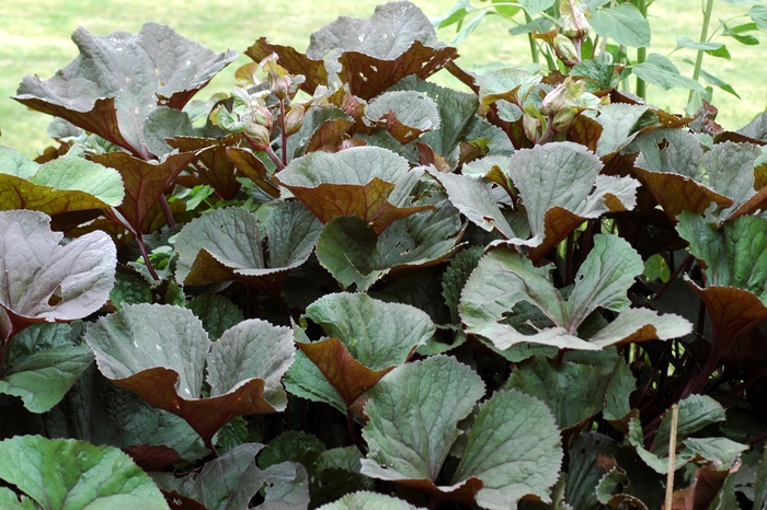 'Othello' Big Leaf Ligularia - Ligularia dentata from R&D Wholesale Nursery
