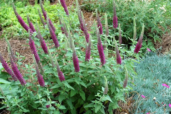 Germander - Teucrium chamaedrys from R&D Wholesale Nursery