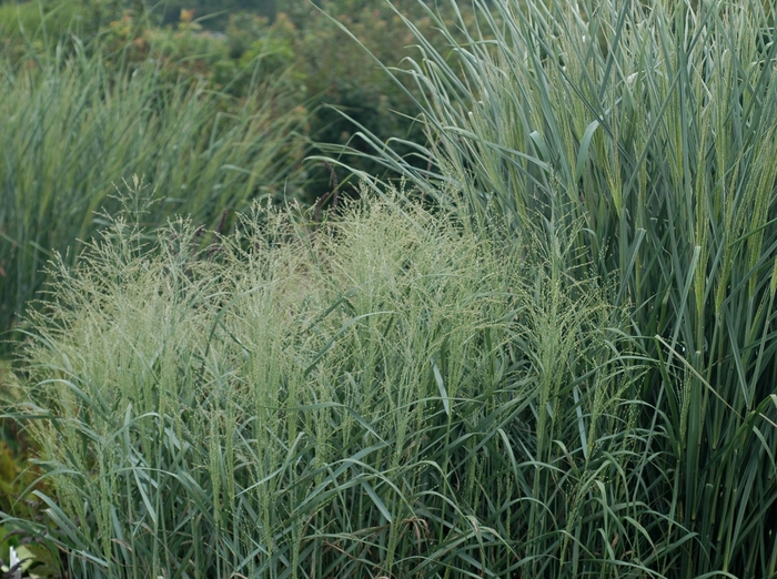 Prairie Sky Switch Grass - Panicum virgatum 'Prairie Sky' (Switch Grass) from R&D Wholesale Nursery