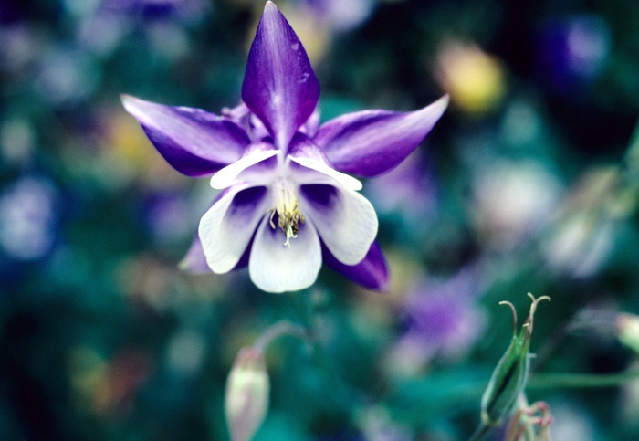 Assorted Columbine - Aquilegia from R&D Wholesale Nursery